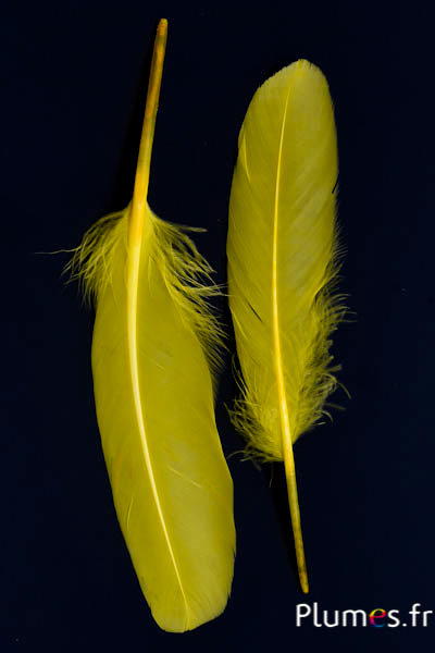 Oie - 15-21 cm, gauche et droite - jaune
